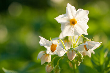 Obraz premium White potato flowers bloom