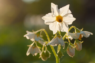 White potato flowers bloom