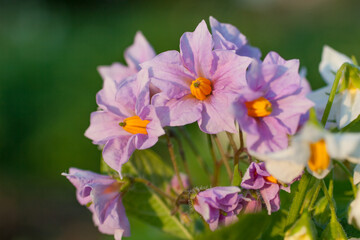 Purple potato flowers bloom

