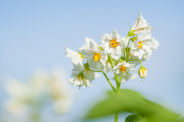 White potato flowers bloom