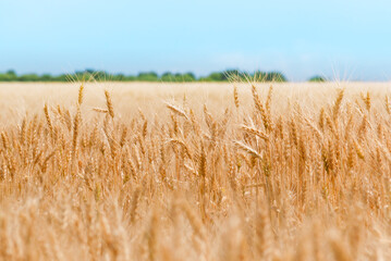 Ripe rye field