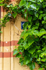 green leaves of a climbing plant on a house wall