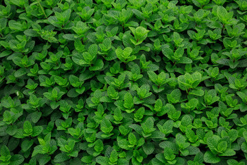 Mint plant grow at vegetable garden