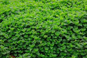 Mint plant grow at vegetable garden