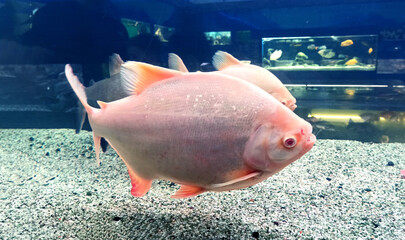 Piranha Paku is an albino. Colossoma two-toothed. fish in a closed aquarium. The close-up. Aquarium, pet care