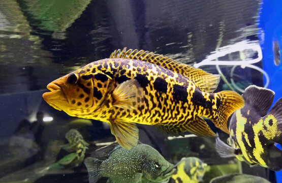 Cichlazoma managuan. Parachromis managuensis. Close-up. Aquarium, pet care. A large species of cichlid that lives in freshwater environments of Central America.