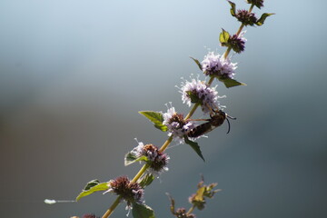 Bee hanging on peppermint flowers