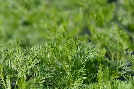 Southern wormwood leaves