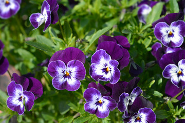 Horned violet flowers