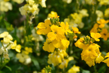 Yellow Wallflower Primerose Dame flowers - obrazy, fototapety, plakaty