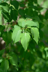 Lilac Esther Staley branch with leaves
