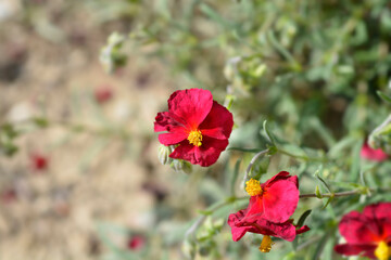 Rockrose Red Orient flowers