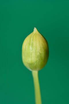 Wild garlic flower bud
