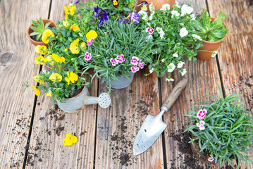  carnation flowers in flowerpot and colorful viola with  shovel and dirt on a wooden table - 793728966
