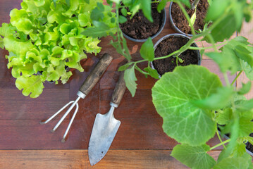 directly above view on gardening tools under leaf of vegetable seedlings on a wooden table -gardening  at springtime  concept - 793729178