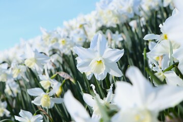 vast field of blooming white daffodils and blue sky. outdoor events, picnics, garden festivals,...