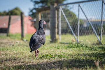 Pukeko bird wandering in a field