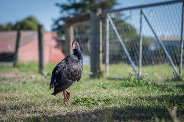 Pukeko bird wandering in a field