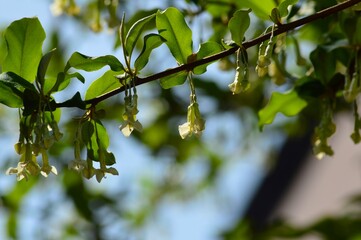 グミの花　茱萸　胡頽子