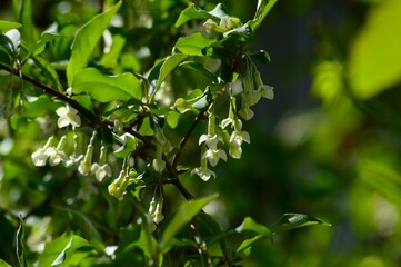 グミの花　茱萸　胡頽子