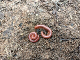 Millipedes are a group of arthropods that are characterised by having two pairs of jointed legs on...