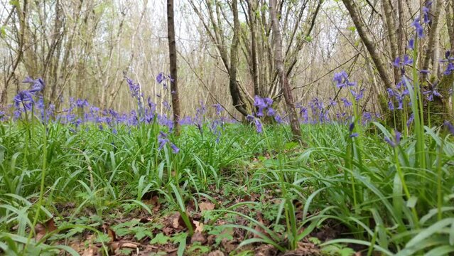 Bumble Bee fling through lush green Bluebell Forest