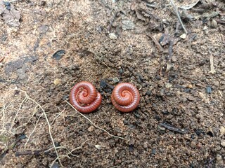 Millipedes are a group of arthropods that are characterised by having two pairs of jointed legs on...