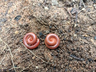 Millipedes are a group of arthropods that are characterised by having two pairs of jointed legs on...