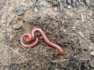 Millipedes are a group of arthropods that are characterised by having two pairs of jointed legs on most body segments, they are known scientifically as the class Diplopoda