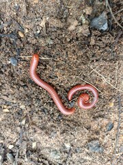 Millipedes are a group of arthropods that are characterised by having two pairs of jointed legs on most body segments, they are known scientifically as the class Diplopoda