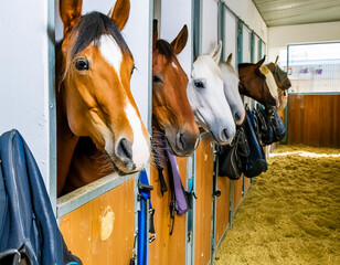 several horses stick their heads out of the boxes at the equestrian center