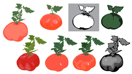 Various Illustration Depictions of Tomato with Leaves as Prepared for Cafe and Restaurant Menus and Markets