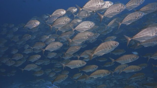 Big shoal, school of Caranx, jack fish, trevallies in clear water on a tropical coral reef around the islands of Tahiti, French Polynesia, South Pacific Ocean