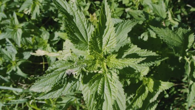 Close up of fresh wild stinging nettle growing in the garden or meadow. Macro. Wild herbs, natural vegetables. High quality 4k footage