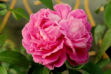 pink rose flower