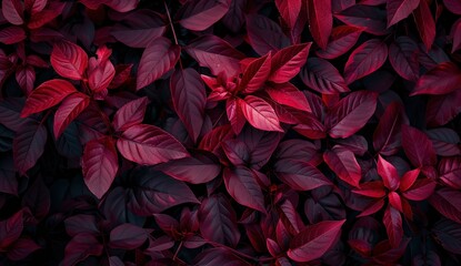Red leaves background, burgundy foliage texture, nature backdrop, fuchsia color, gothic and dark art concept in the style of nature - obrazy, fototapety, plakaty