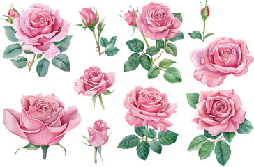 watercolor collection of pink roses with green leaves and pink leaves
