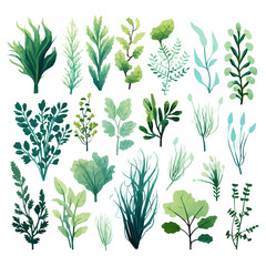 Ocean plants marine foliage vector set