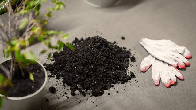 transplanting flowers in the office - choosing the type of soil for flowers