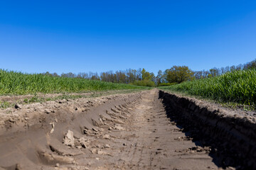 a road in a field with green wheat