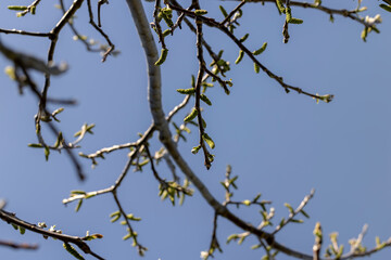 flowering walnut trees in the orchard