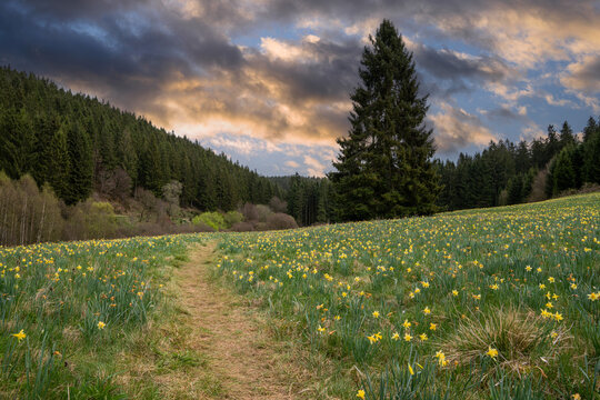 Olefvalley, Hellenthal, North Rhine Westphalia, Germany