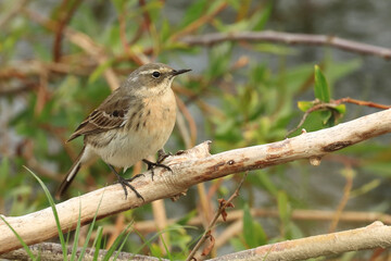 Water pipit, Anthus spinoletta on the branch