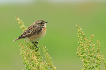 Whinchat, Saxicola rubetra, small migratory bird in spring