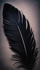 Black Feather on Light Background