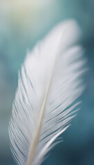 White Feather on Light Background