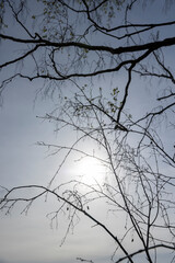 cloudy weather and birch trees with young foliage
