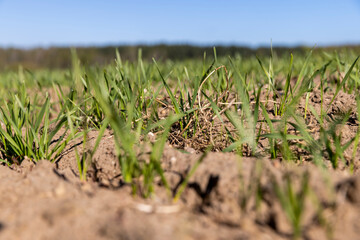 a new crop of cereals in sunny weather