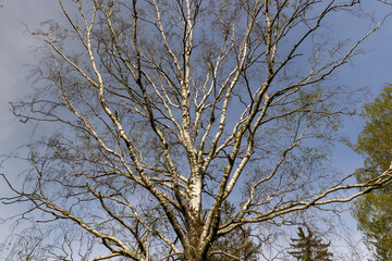 cloudy weather and birch trees with young foliage