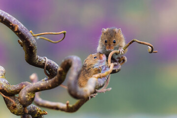 2 UK field mice perch on a wooden branch and cuddle together